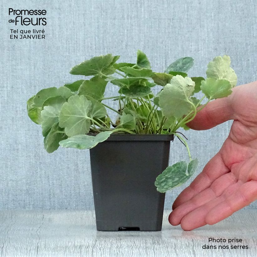 Example of Heuchera sanguinea Leuchtkäfer - Purperklokje Kweekpotje van 8/9 cm as you get in hiver