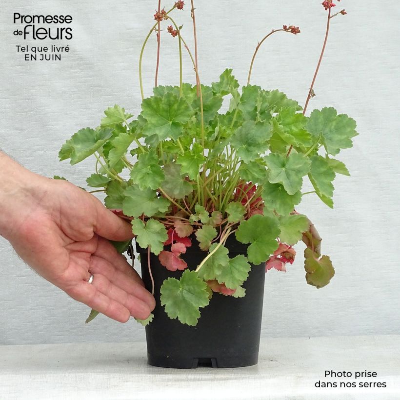 Exemplaar van Heuchera sanguinea Leuchtkäfer - Purperklokje Pot van 2 l/3 l zoals geleverd in de zomer