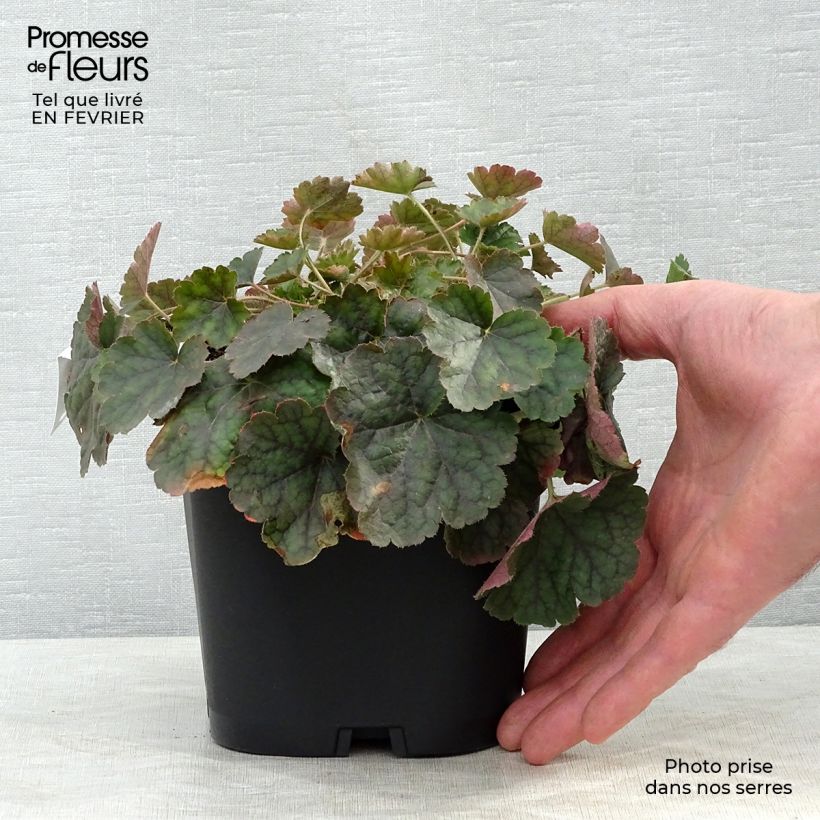 Example of Heuchera sanguinea Leuchtkäfer - Purperklokje Pot van 2 l/3 l as you get in hiver