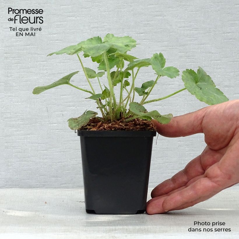 Exemplaar van Heuchera sanguinea Leuchtkäfer - Purperklokje Kweekpotje van 8/9 cm zoals geleverd in de lente