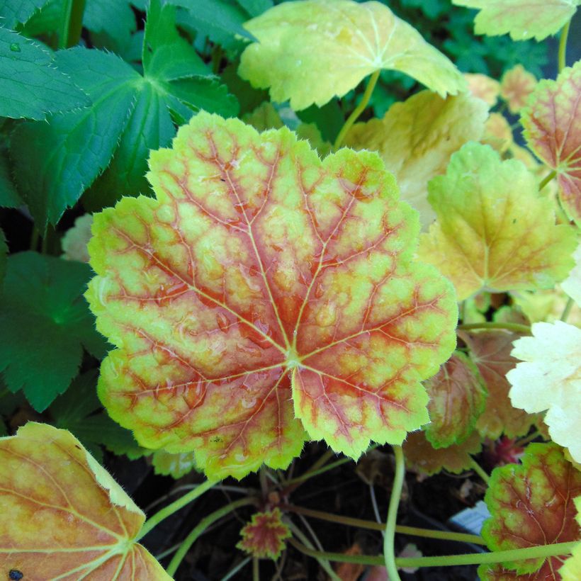 Heuchera Tiramisu - Purperklokje (Foliage)
