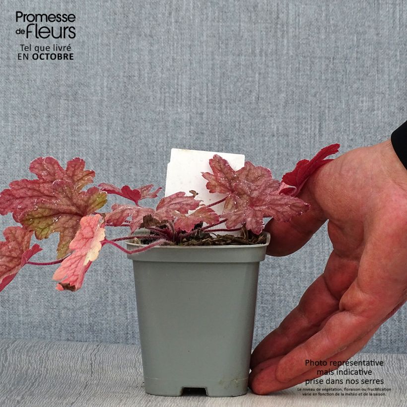 Exemplaar van Heucherella Alabama Sunrise - Purperklokje Kweekpotje van 8/9 cm zoals geleverd in de herfst