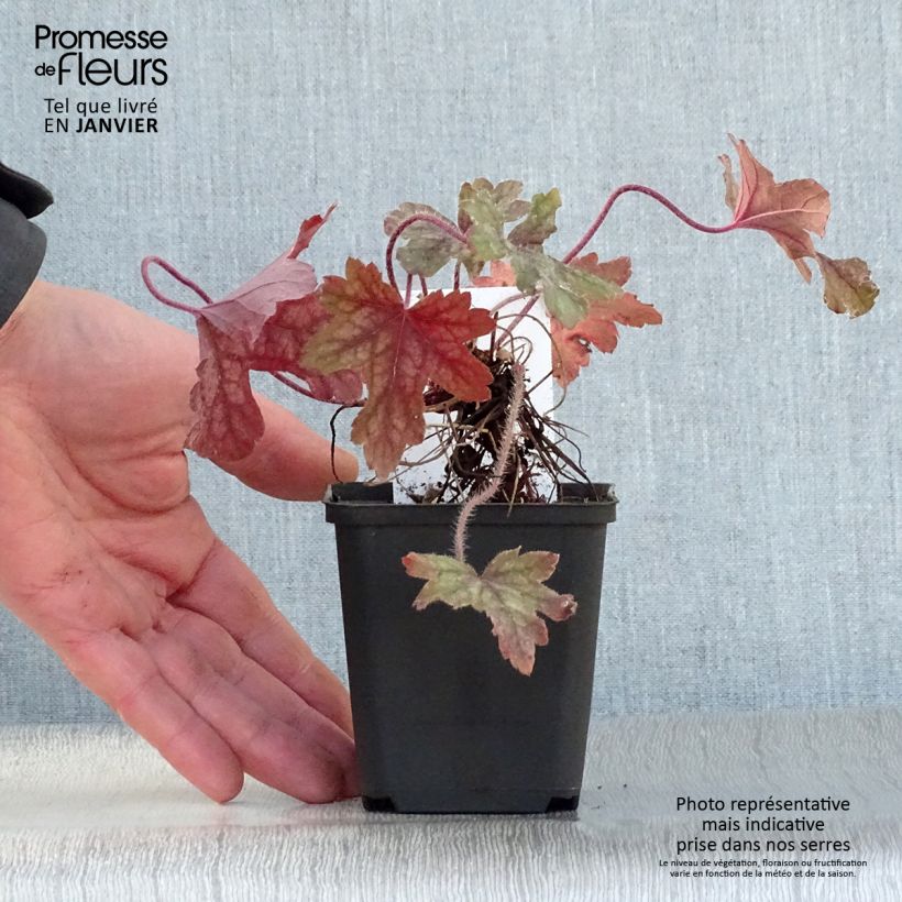 Example of Heucherella Alabama sunrise Kweekpotje van 8/9 cm as you get in hiver
