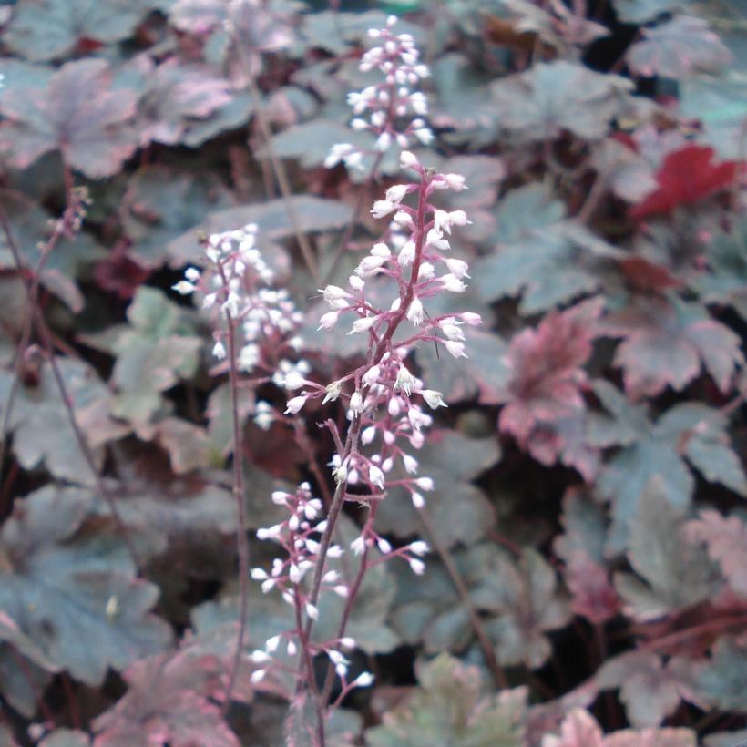 Heucherella Berry Fizz - Purperklokje (Bloei)