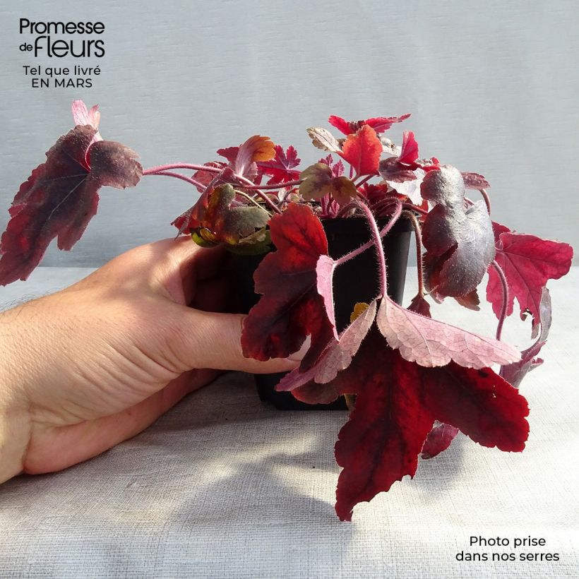 Example of Heucherella Brass Lantern® - Purperklokje Kweekpotje van 8/9 cm as you get in hiver