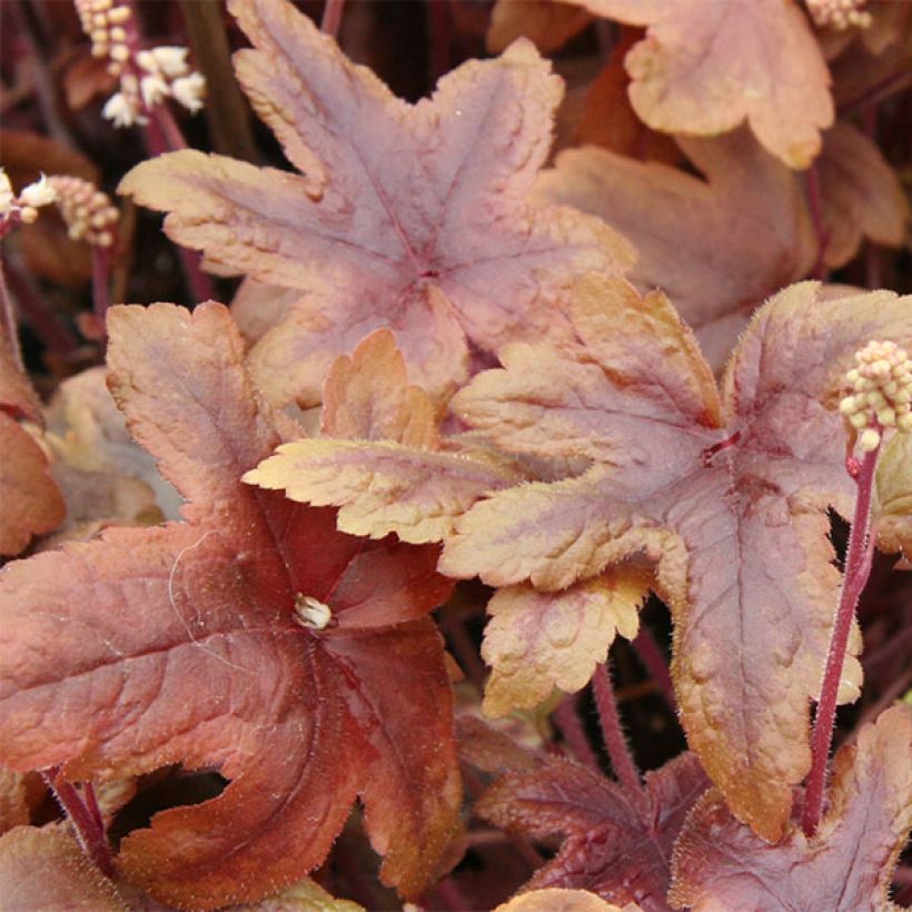 Heucherella Brass Lantern® - Purperklokje (Foliage)