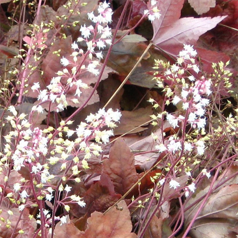 Heucherella Brass Lantern® - Purperklokje (Flowering)