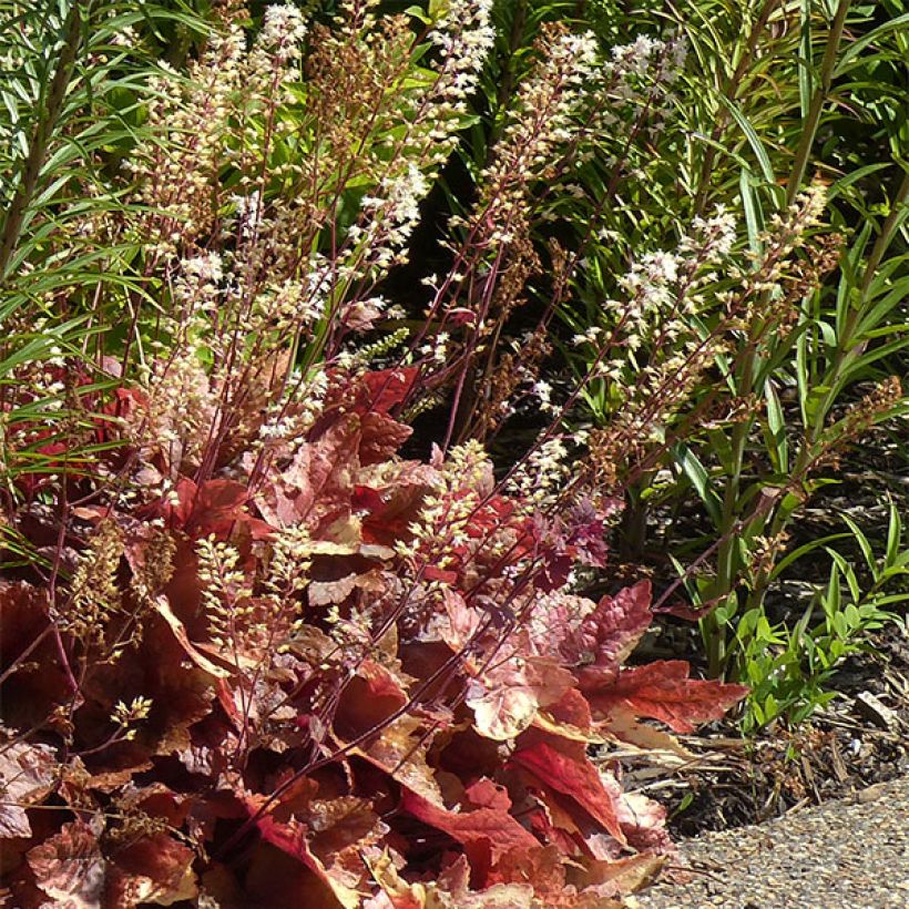 Heucherella Brass Lantern® - Purperklokje (Plant habit)