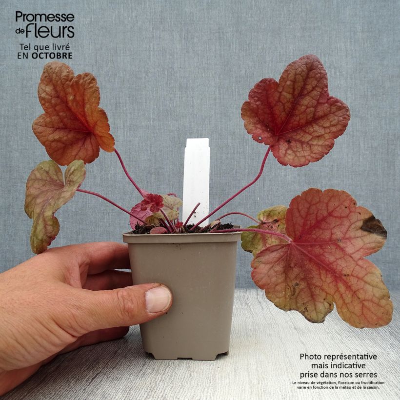 Exemplaar van Heucherella Buttered Rum - Purperklokje Kweekpotje van 8/9 cm zoals geleverd in de herfst