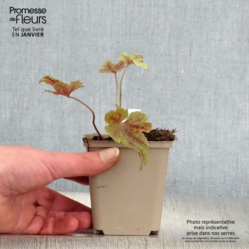 Example of Heucherella Buttered Rum Kweekpotje van 8/9 cm as you get in hiver