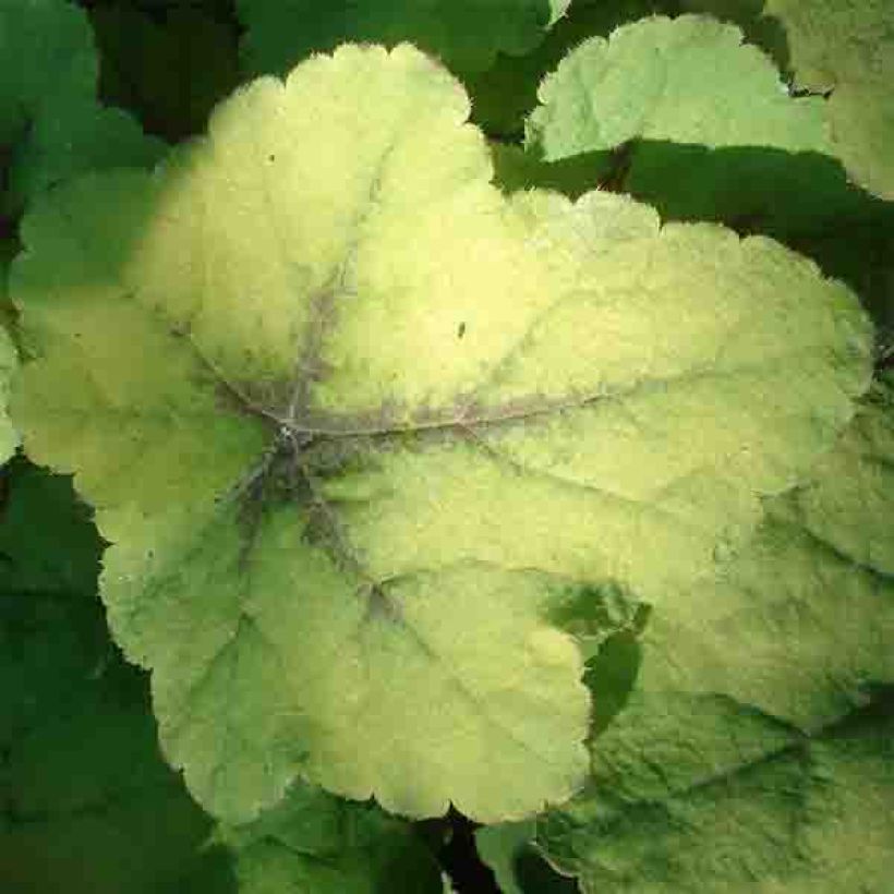 Heucherella Citrus Shock - Purperklokje (Foliage)