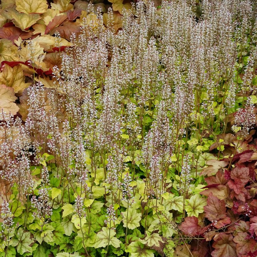 Heucherella Citrus Shock - Purperklokje (Plant habit)