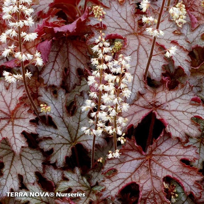 Heucherella Cracked Ice - Purperklokje (Blad)