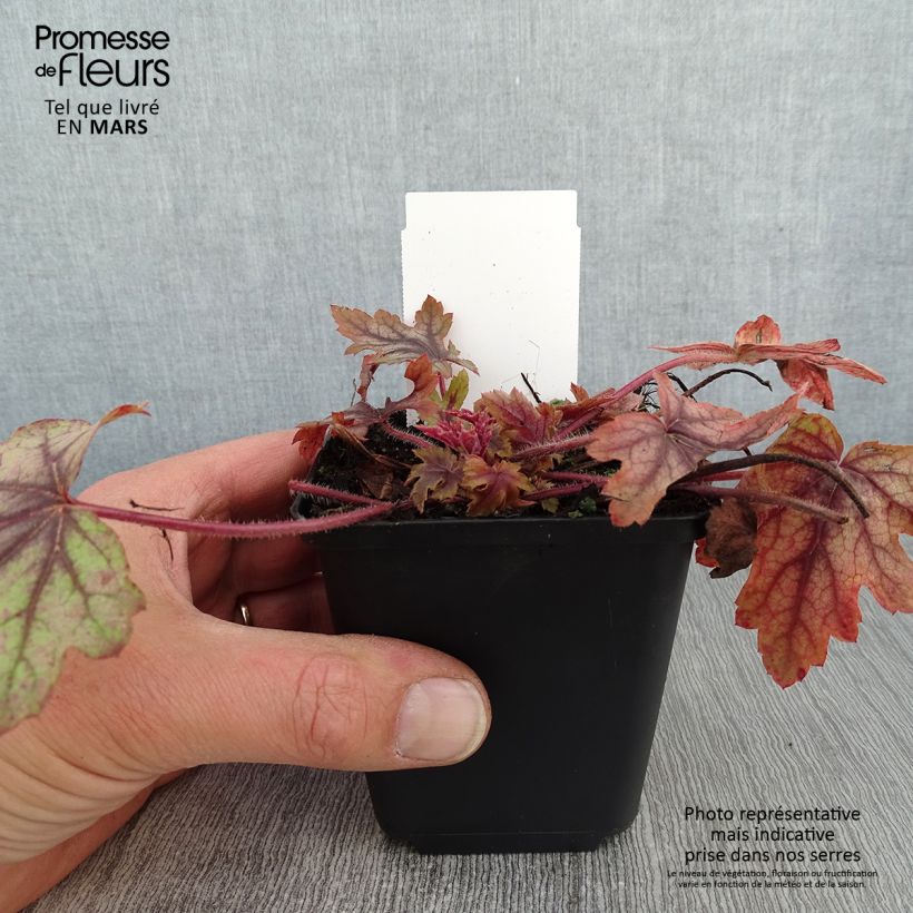 Example of Heucherella Eye Spy - Purperklokje Kweekpotje van 8/9 cm as you get in hiver