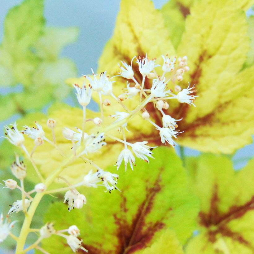 Heucherella Golden Zebra - Purperklokje (Flowering)