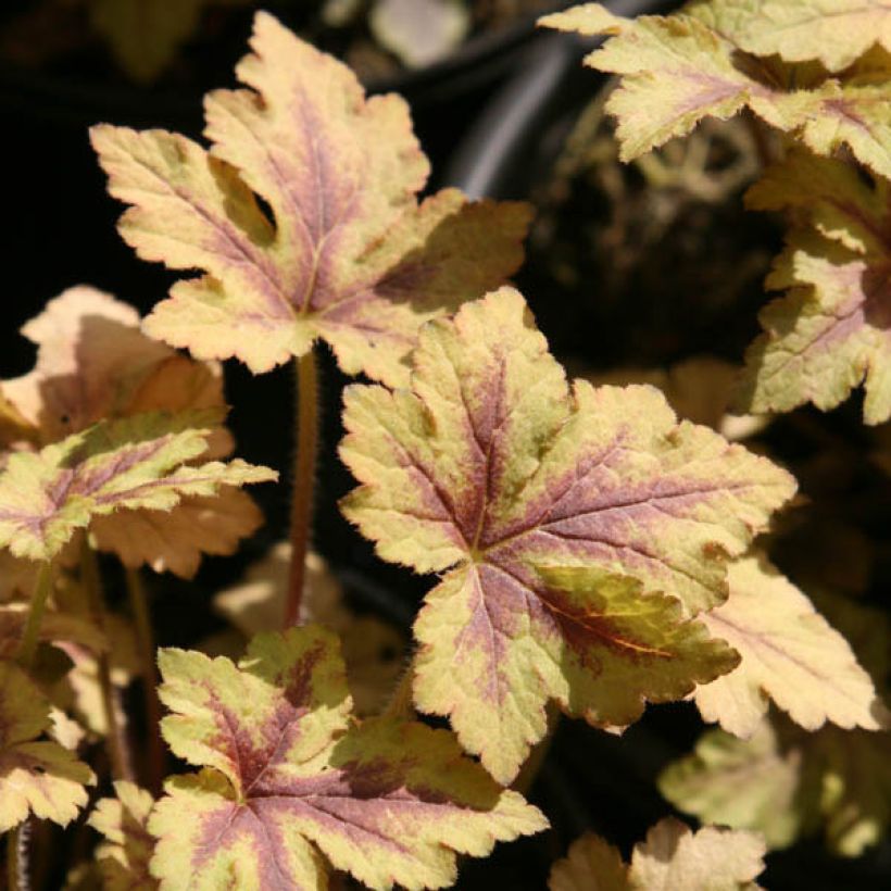 Heucherella Golden Zebra - Purperklokje (Foliage)