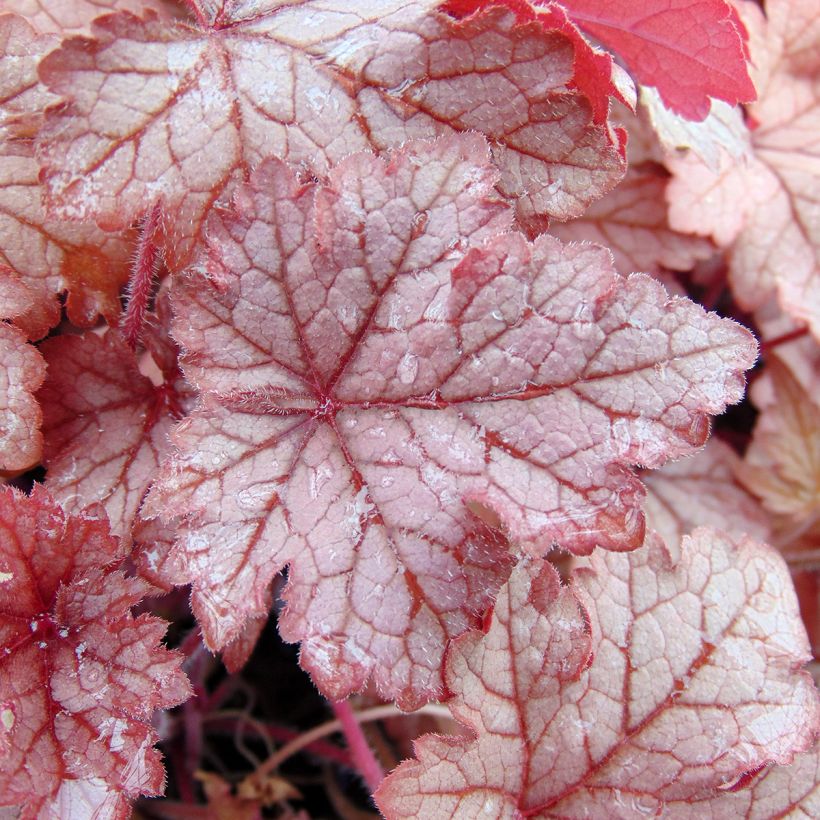 Heucherella Honey Rose - Purperklokje (Blad)