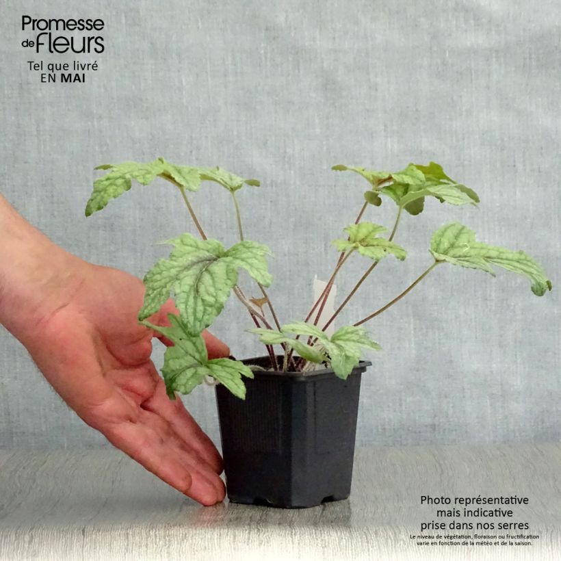 Exemplaar van Heucherella Kimono - Purperklokje Kweekpotje van 8/9 cm zoals geleverd in de lente