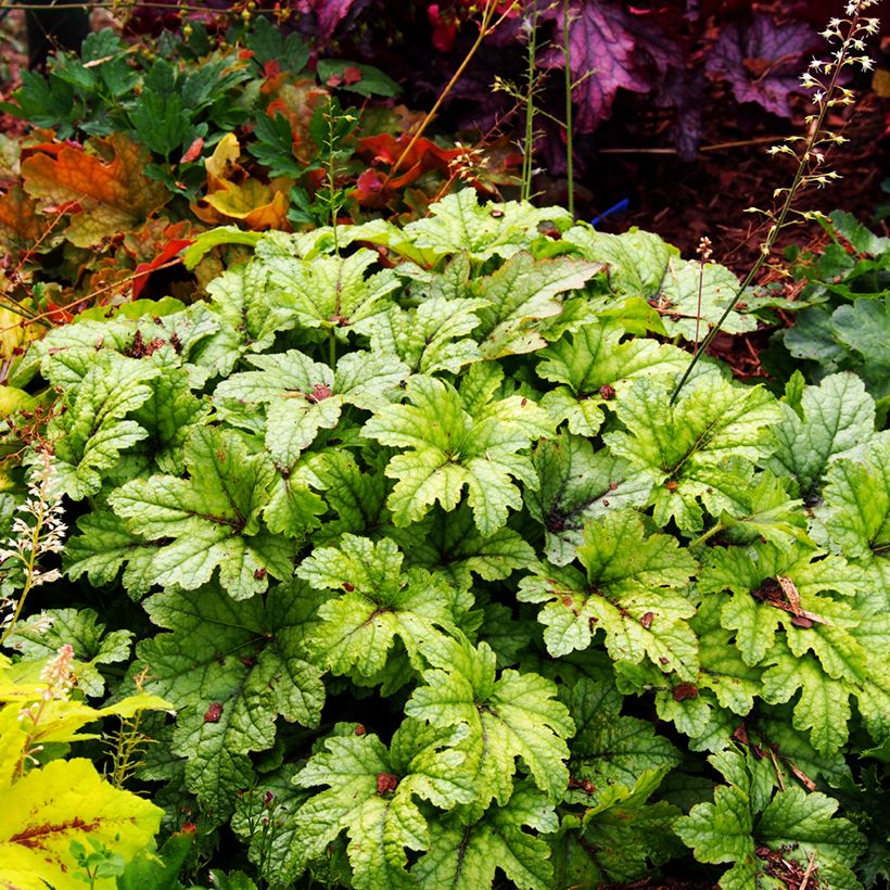 Heucherella Kimono - Purperklokje (Groeiplaats)