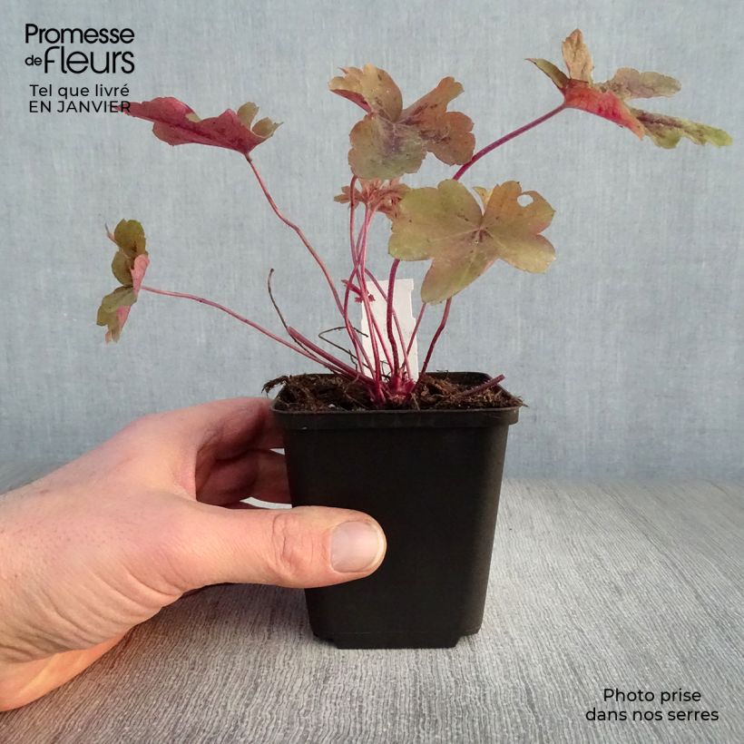 Example of Heucherella Red Rover - Purperklokje Kweekpotje van 8/9 cm as you get in hiver