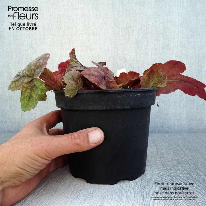 Exemplaar van Heucherella Redstone Fall - Purperklokje Pot van 2 l/3 l zoals geleverd in de herfst