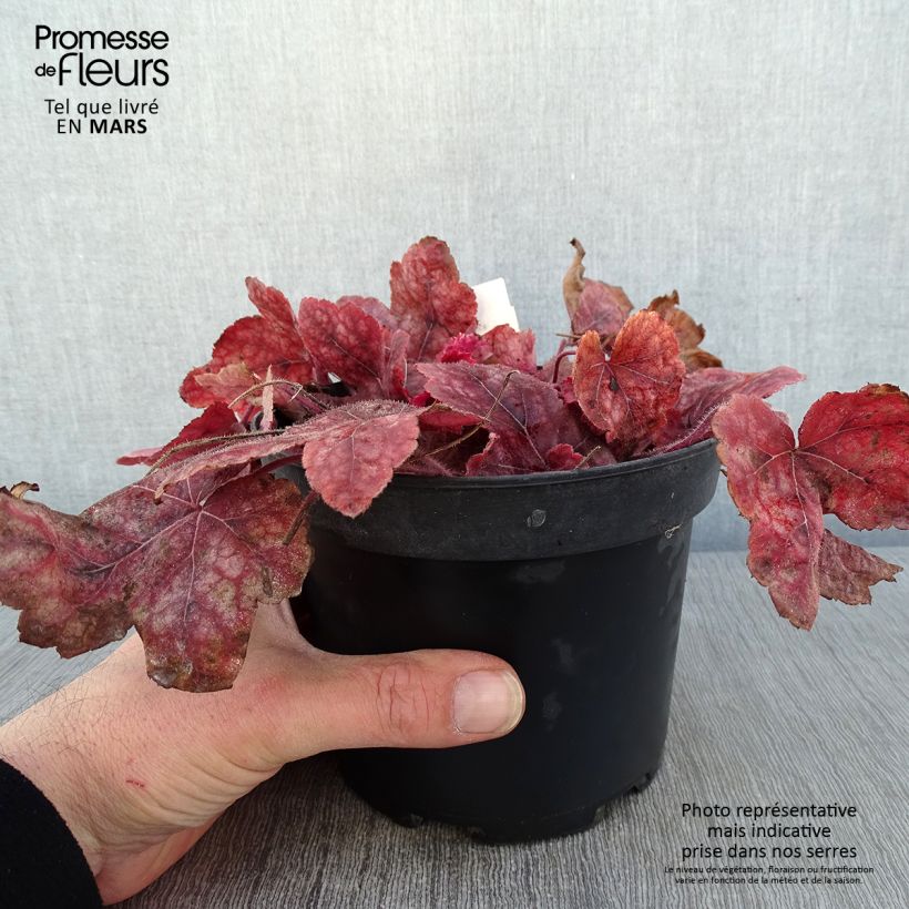 Example of Heucherella Redstone Fall Pot van 2 l/3 l as you get in hiver