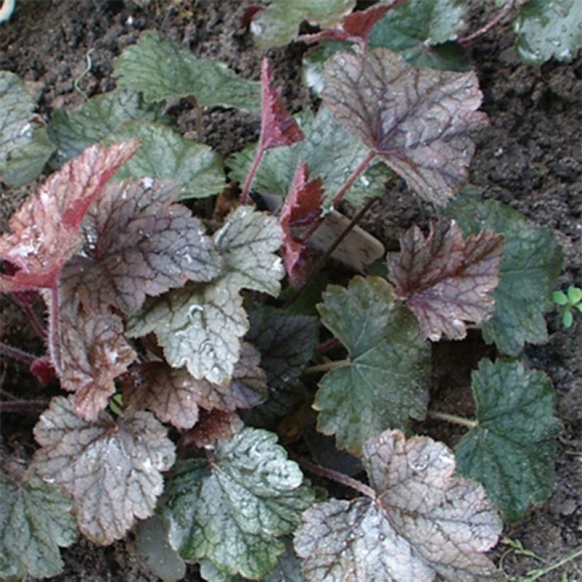 Heucherella Silver Streak - Purperklokje (Blad)