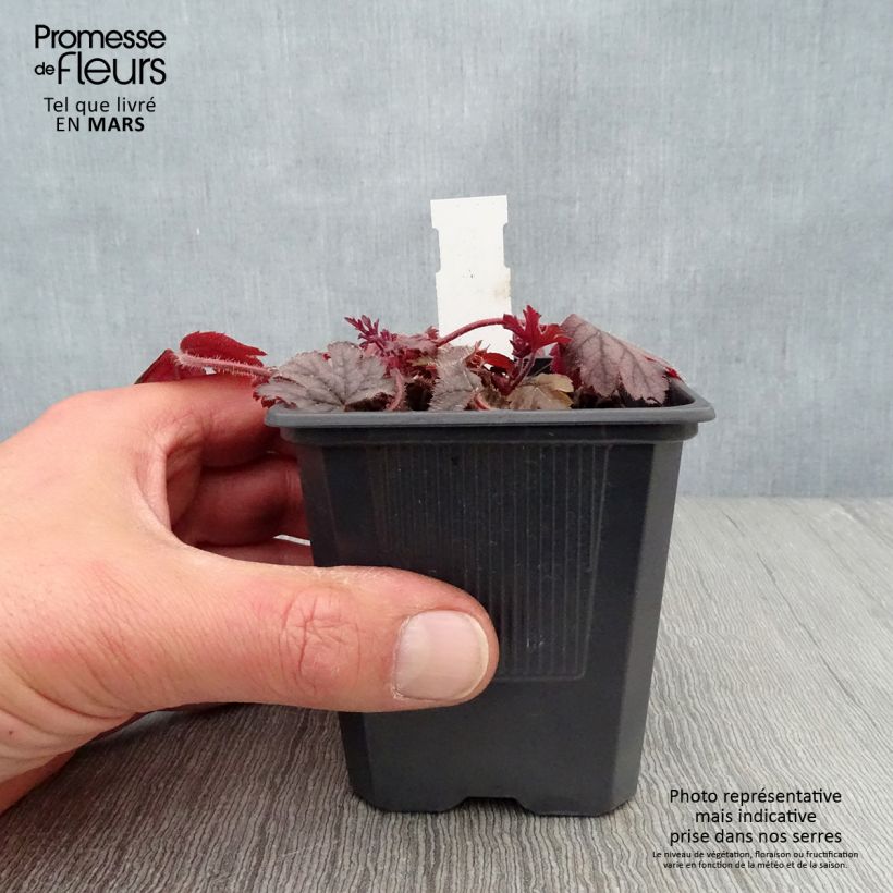 Exemplaar van Heucherella Silver Streak - Purperklokje Kweekpotje van 8/9 cm zoals geleverd in de lente