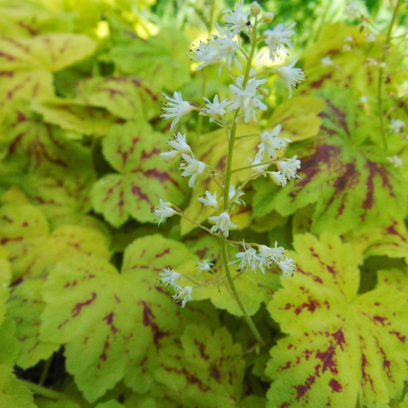 Heucherella Solar Power - Purperklokje (Flowering)