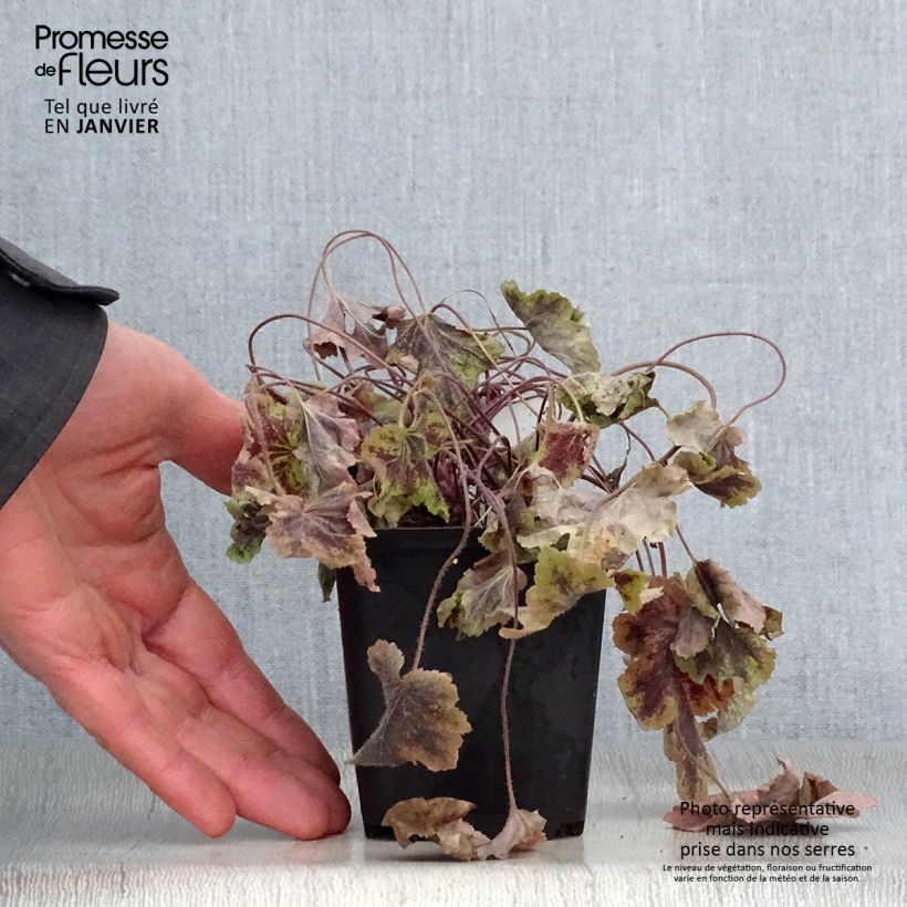 Example of Heucherella Solar Power Kweekpotje van 8/9 cm as you get in hiver