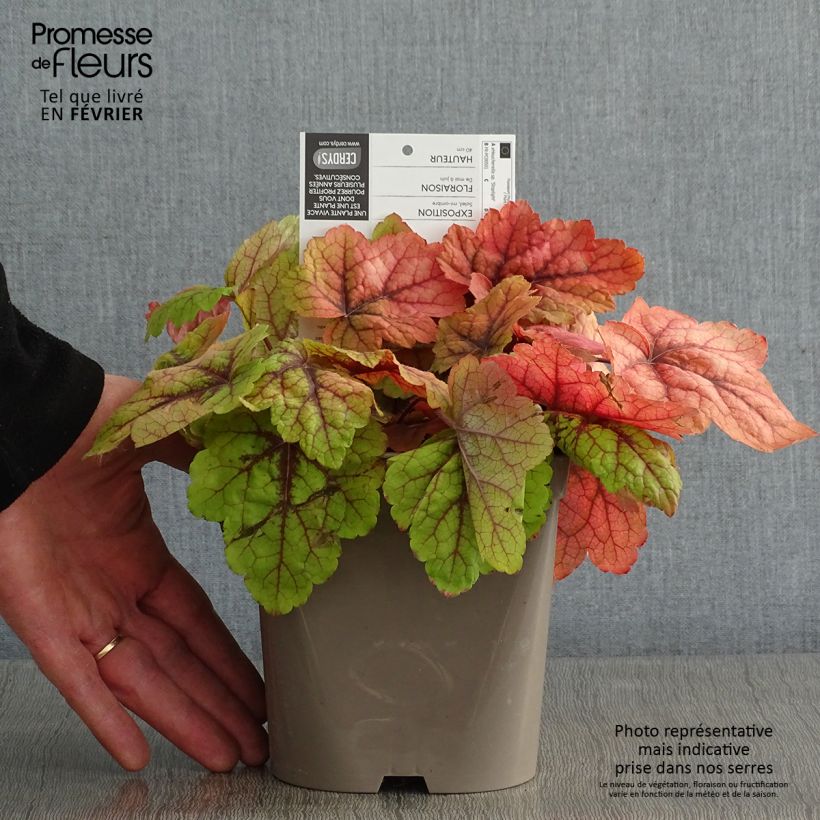 Example of Heucherella Stoplight Pot van 2 l/3 l as you get in hiver