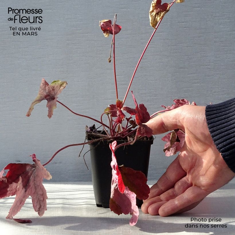 Exemplaar van Heucherella Sweet Tea - Purperklokje Kweekpotje van 8/9 cm zoals geleverd in de lente