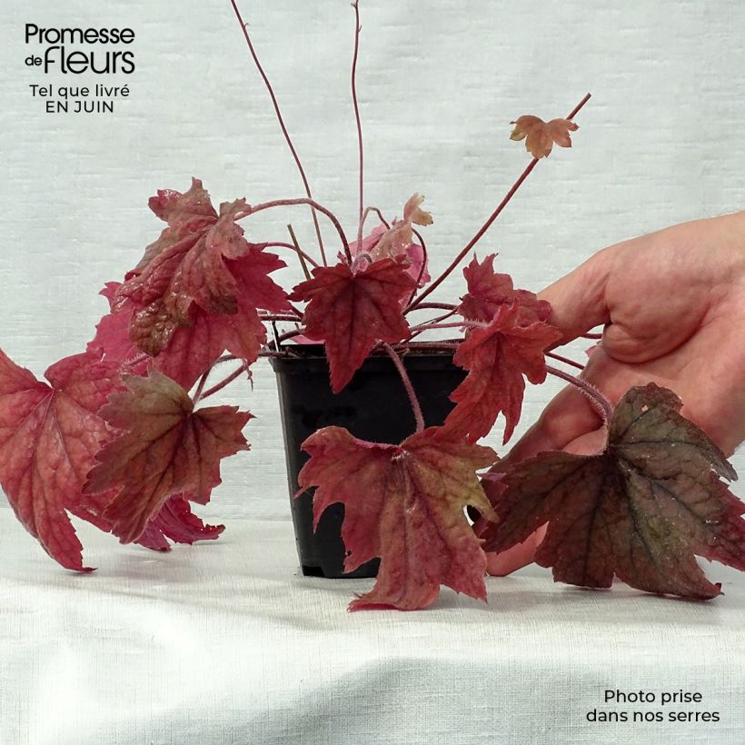 Exemplaar van Heucherella Sweet Tea - Purperklokje Kweekpotje van 8/9 cm zoals geleverd in de zomer