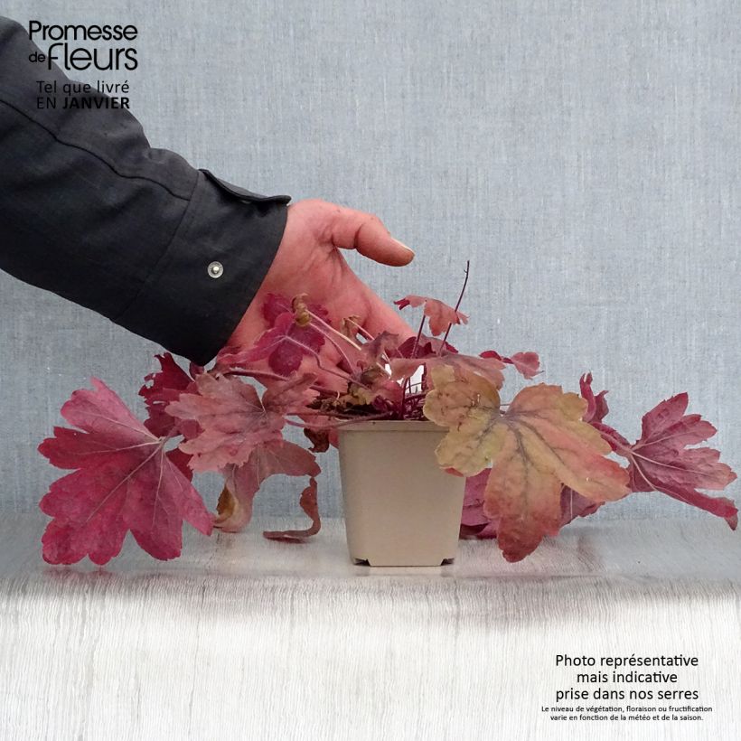 Example of Heucherella Sweet Tea Kweekpotje van 8/9 cm as you get in hiver