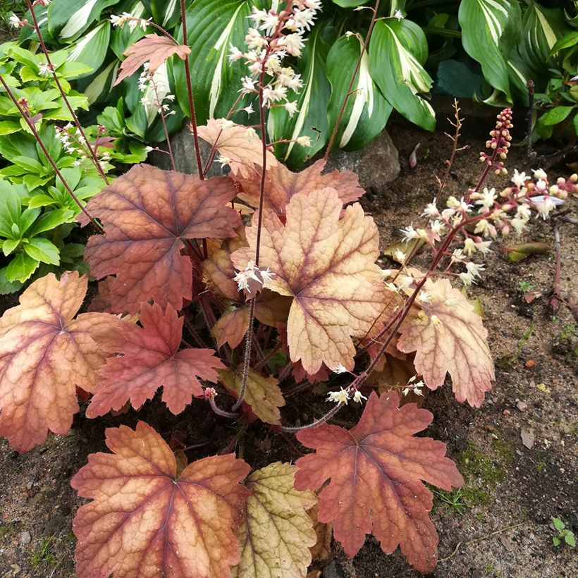 Heucherella Sweet Tea - Purperklokje (Groeiplaats)