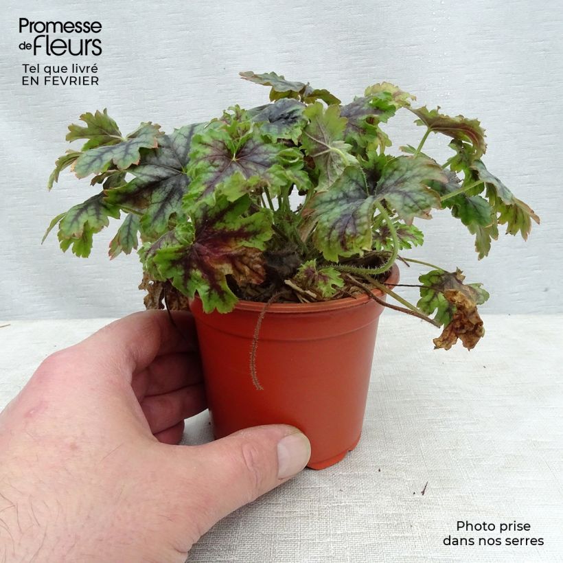 Example of Heucherella Tapestry - Purperklokje Kweekpotje van 8/9 cm as you get in hiver