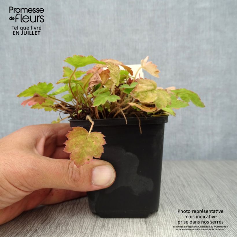 Exemplaar van Heucherella Bridget Bloom - Purperklokje Kweekpotje van 8/9 cm zoals geleverd in de zomer