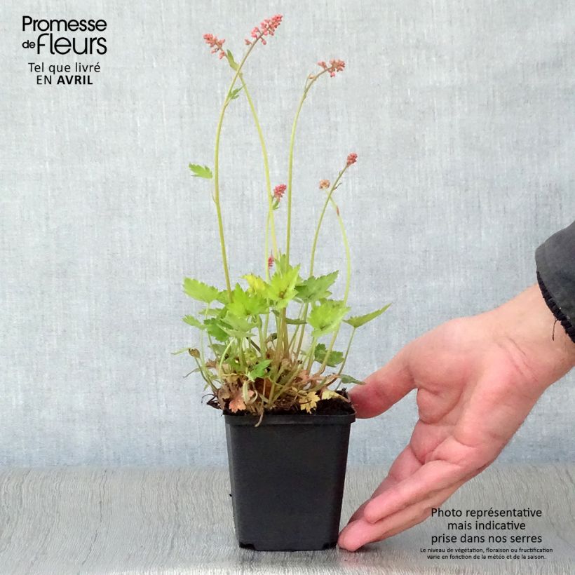 Exemplaar van Heucherella Bridget Bloom - Purperklokje Kweekpotje van 8/9 cm zoals geleverd in de lente