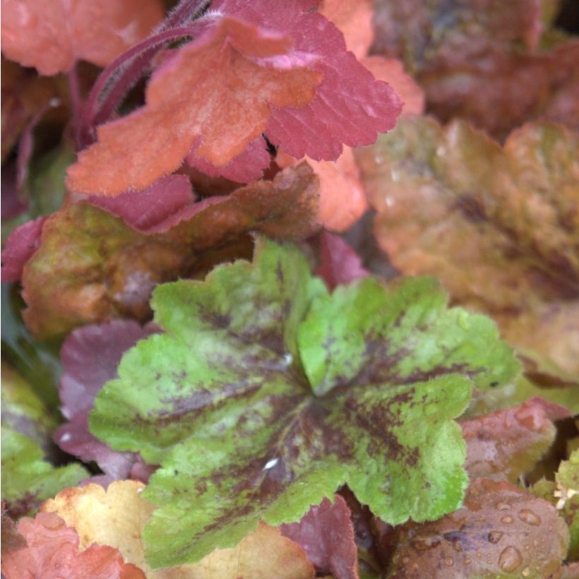 Heucherella Redstone Fall - Purperklokje (Foliage)