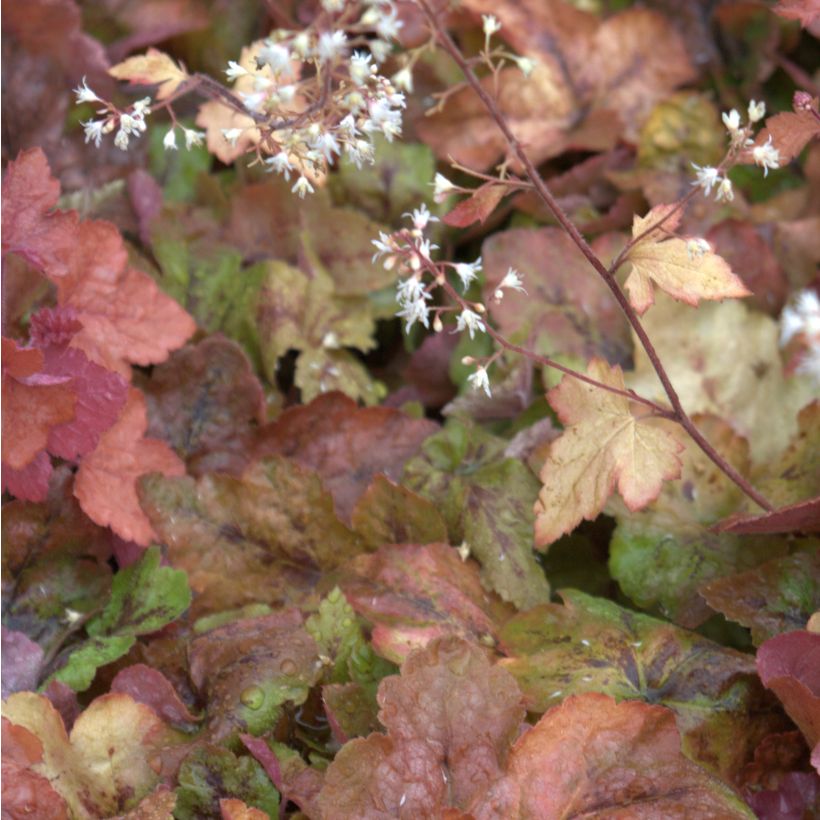 Heucherella Redstone Fall - Purperklokje (Flowering)