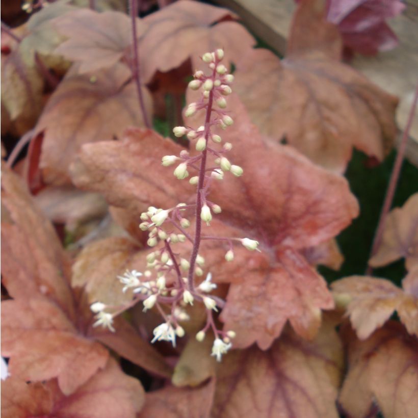 Heucherella Sweet Tea - Purperklokje (Flowering)