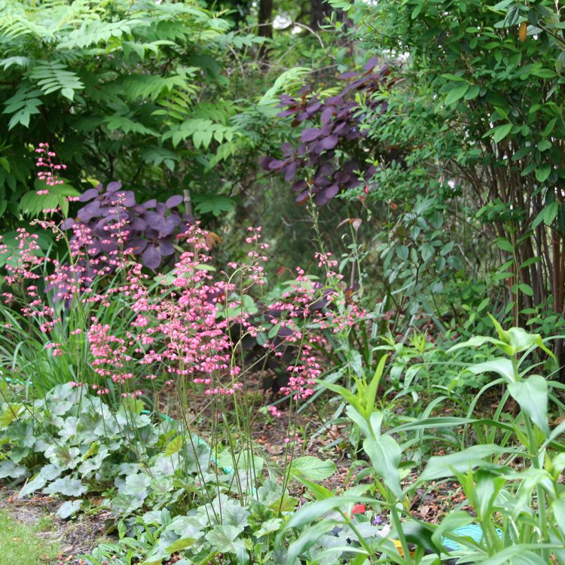Heucherella tiarelloïdes - Purperklokje (Groeiplaats)
