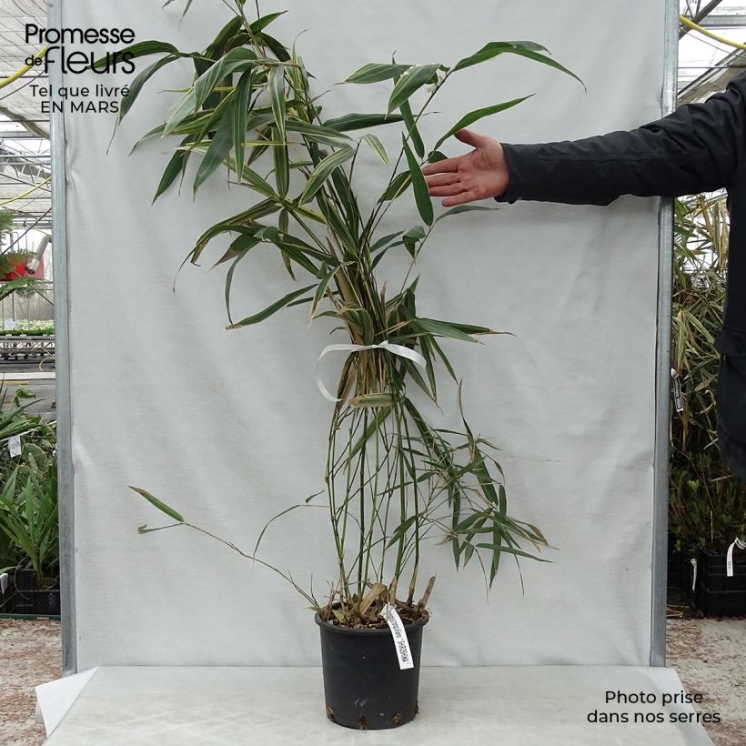 Exemplaar van Hibanobambusa tranquillans Shiroshima - Bamboe Pot van 4 l/5 l zoals geleverd in de lente