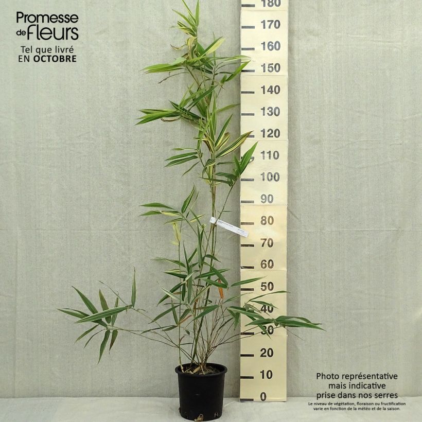 Exemplaar van Hibanobambusa tranquillans Shiroshima - Bamboe Pot van 4 l/5 l zoals geleverd in de herfst
