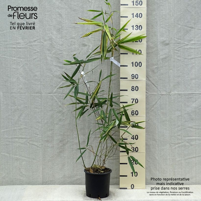 Example of Hibanobambusa tranquillans Shiroshima - Petit bambou Pot van 4 l/5 l as you get in hiver