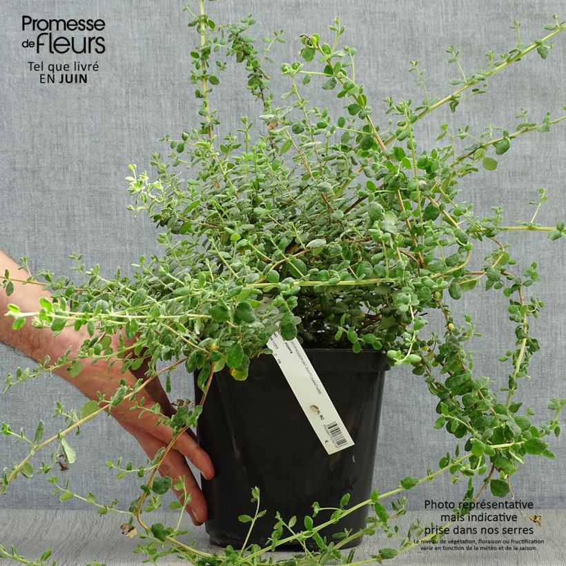 Exemplaar van Hibbertia aspera - Fleur de Guinée Pot van 4 l/5 l zoals geleverd in de zomer