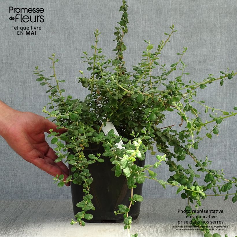 Exemplaar van Hibbertia aspera - Fleur de Guinée Pot van 4 l/5 l zoals geleverd in de lente