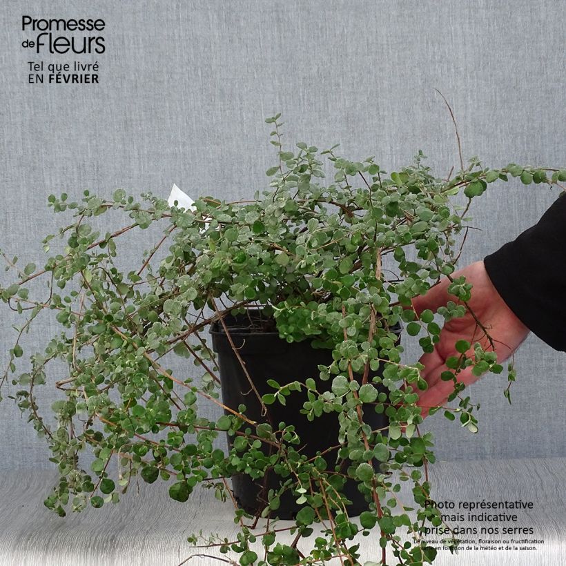 Example of Hibbertia aspera - Fleur de Guinée Pot van 4 l/5 l as you get in hiver