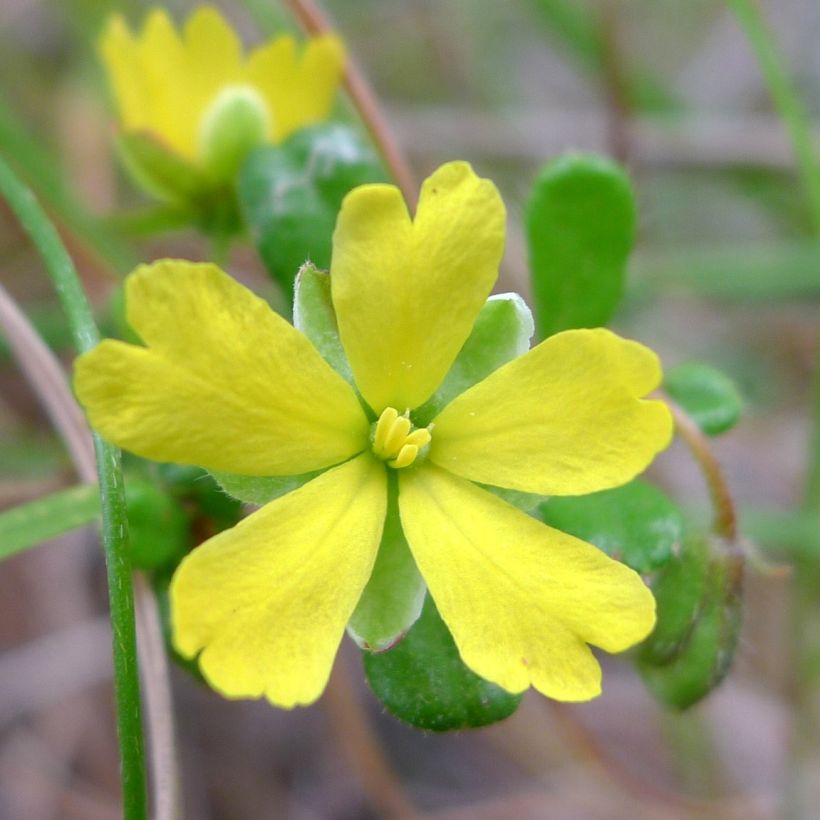 Hibbertia aspera - Fleur de Guinée (Flowering)
