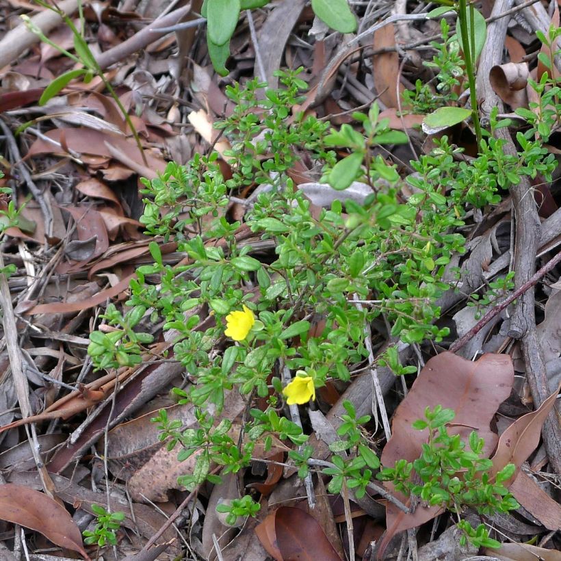Hibbertia aspera - Fleur de Guinée (Plant habit)